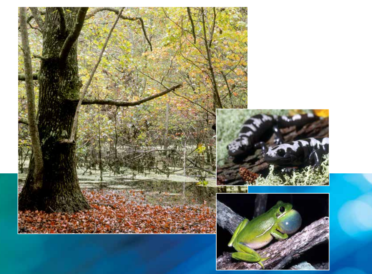 2016 Annual Report Image
