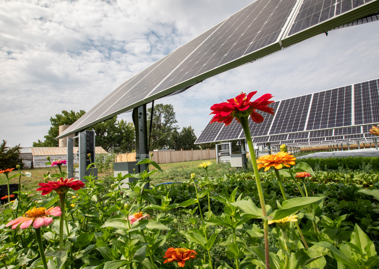 Solar panels with red, yellow, and pink flowers in the foreground.