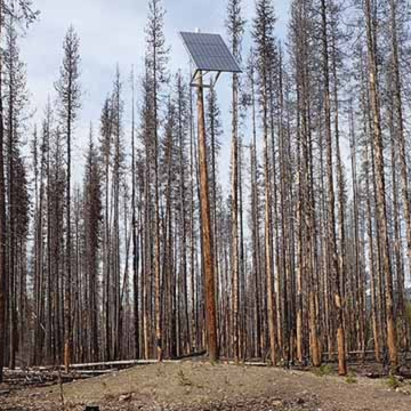 PV panel on top of tall pole in the middle of a forest.
