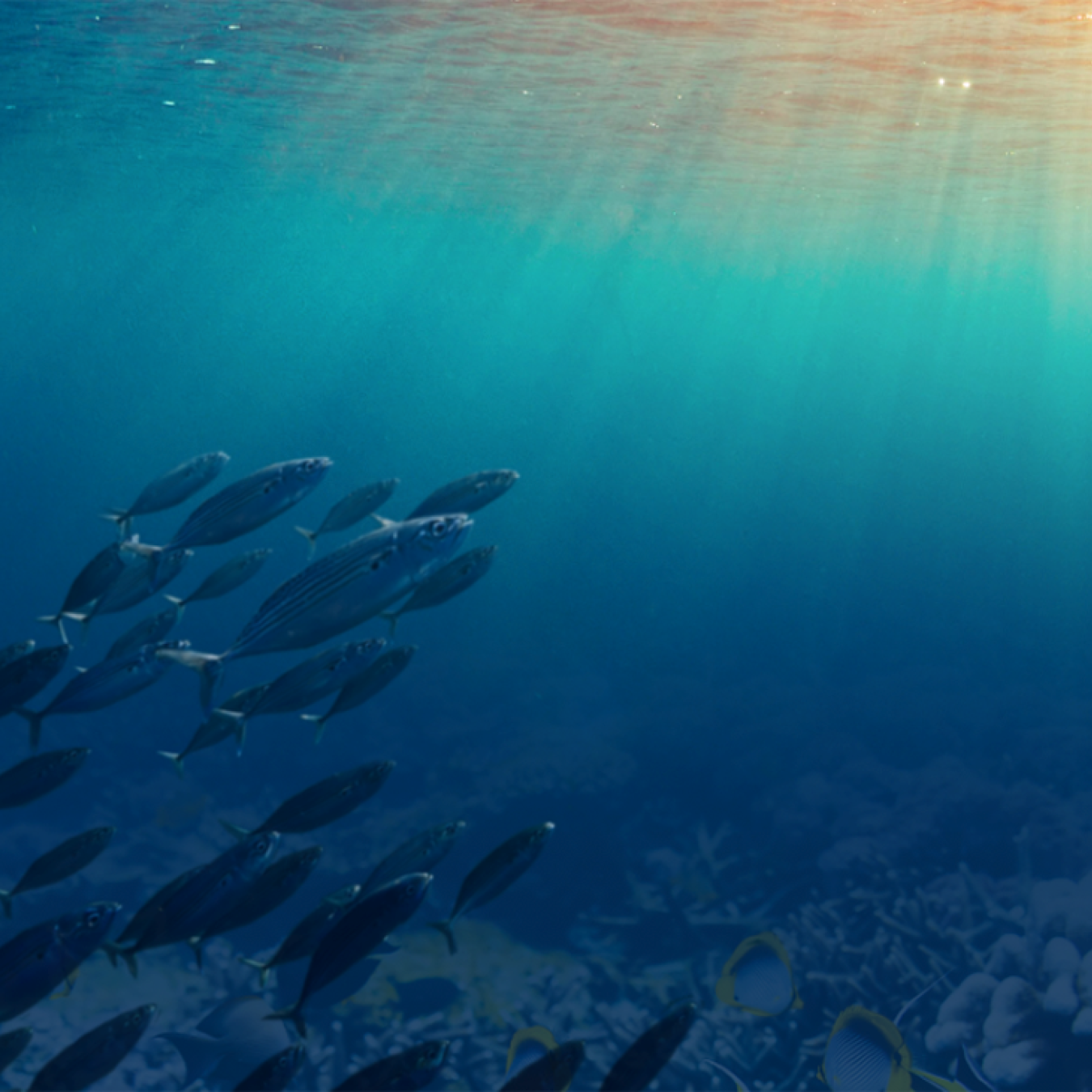 Fish swimming in the ocean.