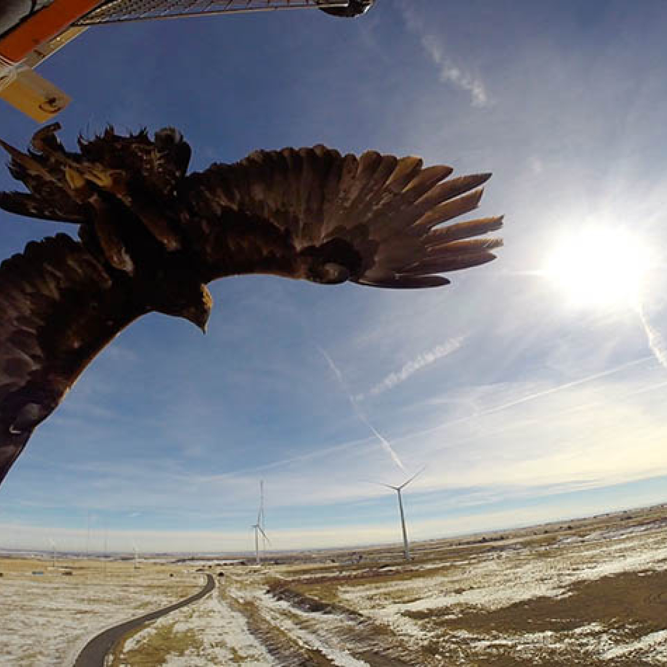 A golden eagle photographed near NREL's Flatirons campus