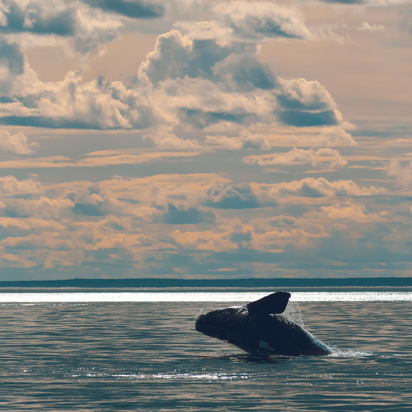 Right whale breaches a body of water. 