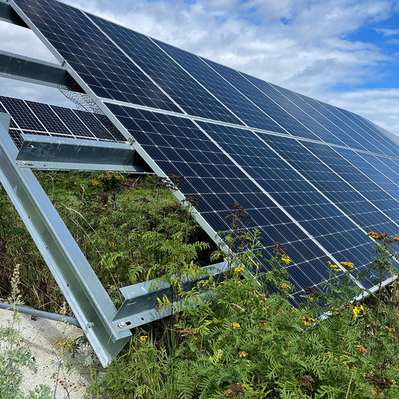 Solar panels near the ground surrounded by natural vegetation.