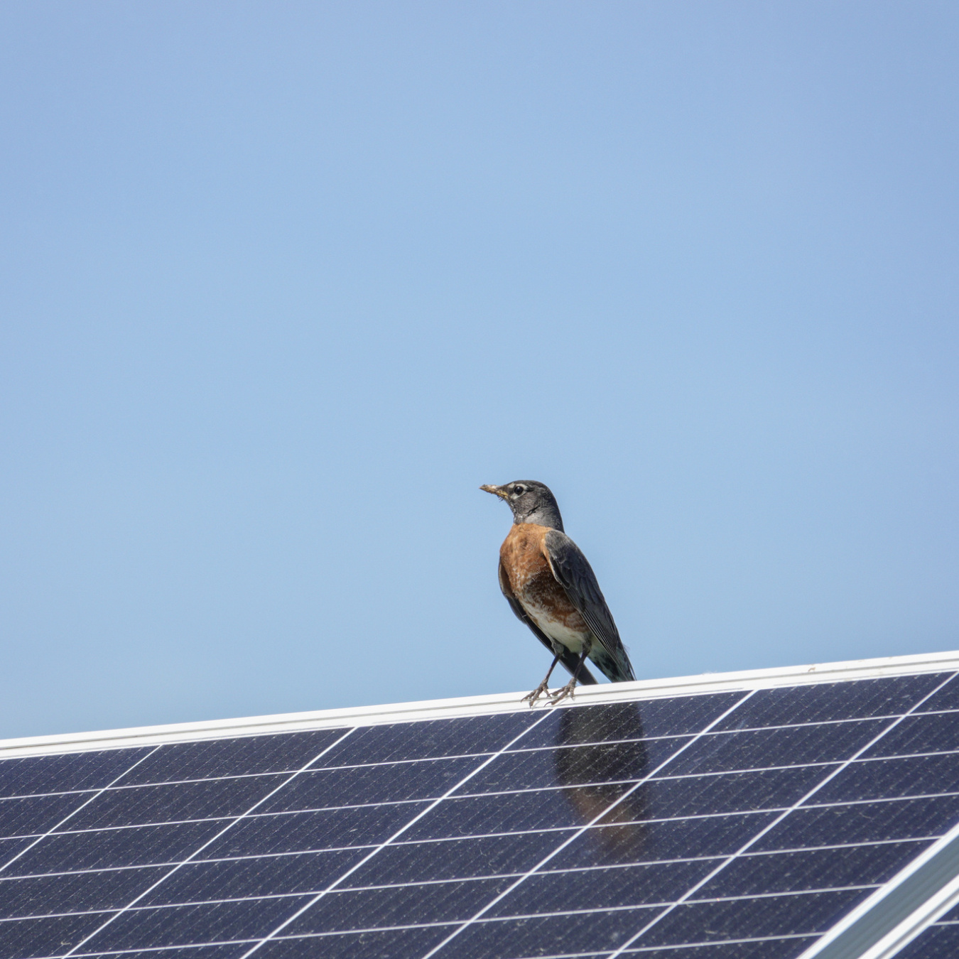 Photo of a robin perched on a solar panel. 