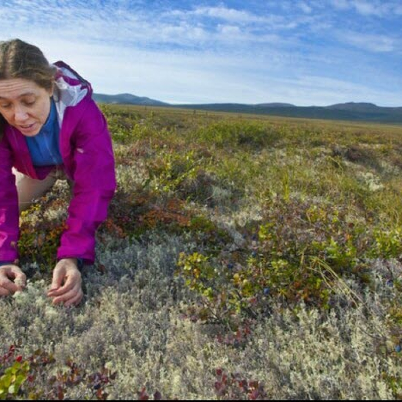 A woman in a pink jacket kneeling over grass in a field