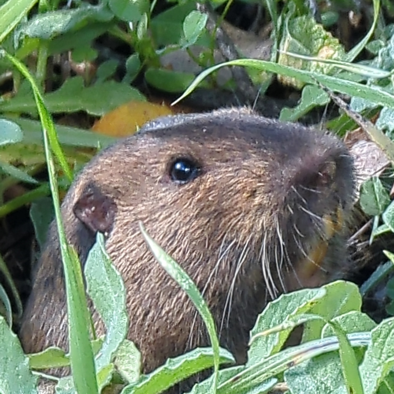 Botta's pocket gopher