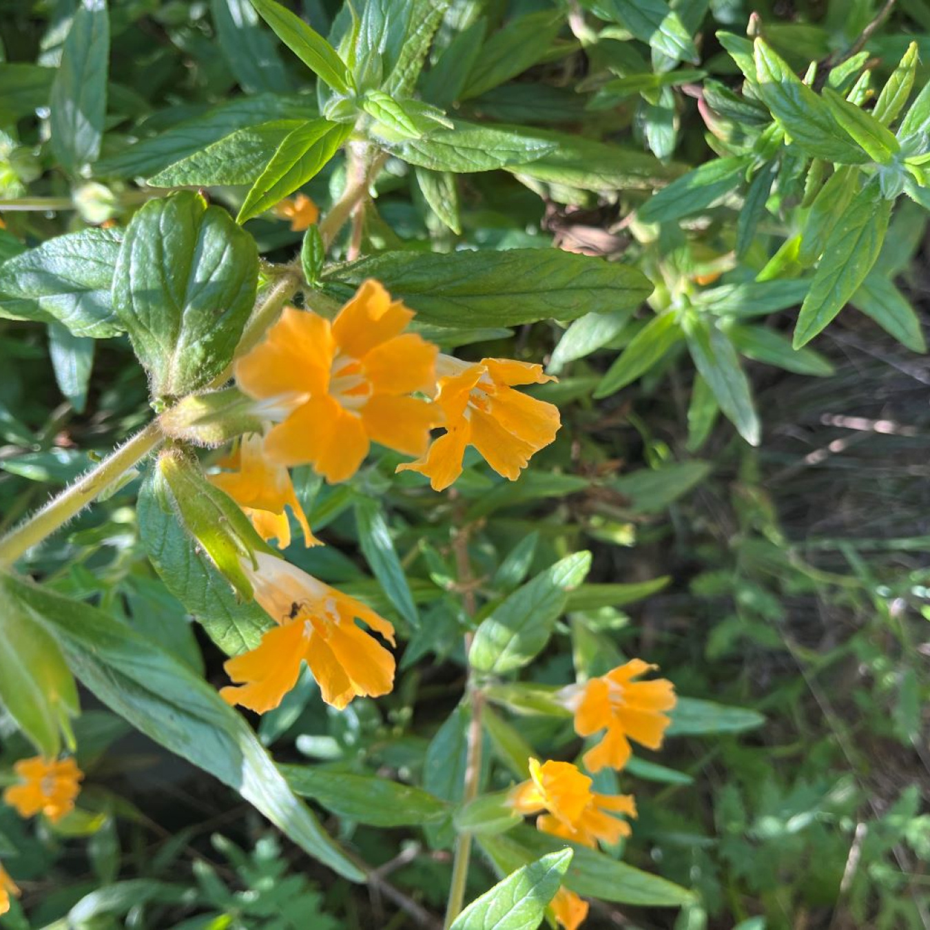 Yellow monkey flower in bloom
