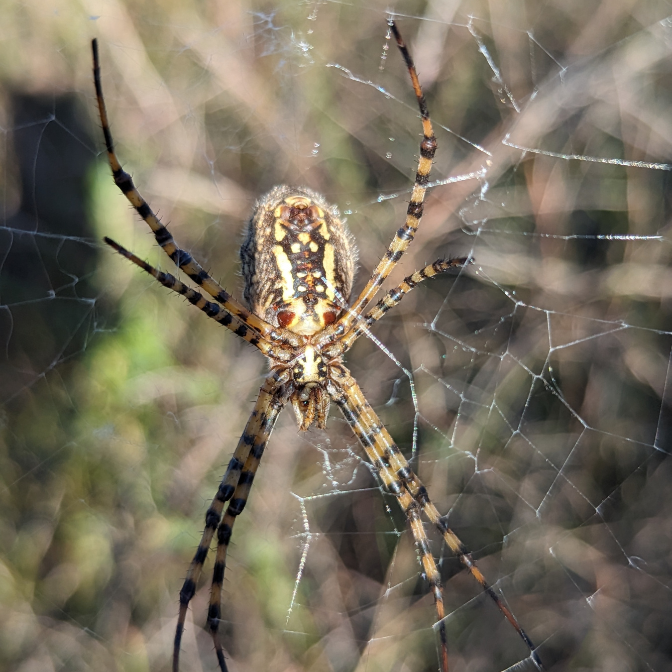 Banded garden spider on web