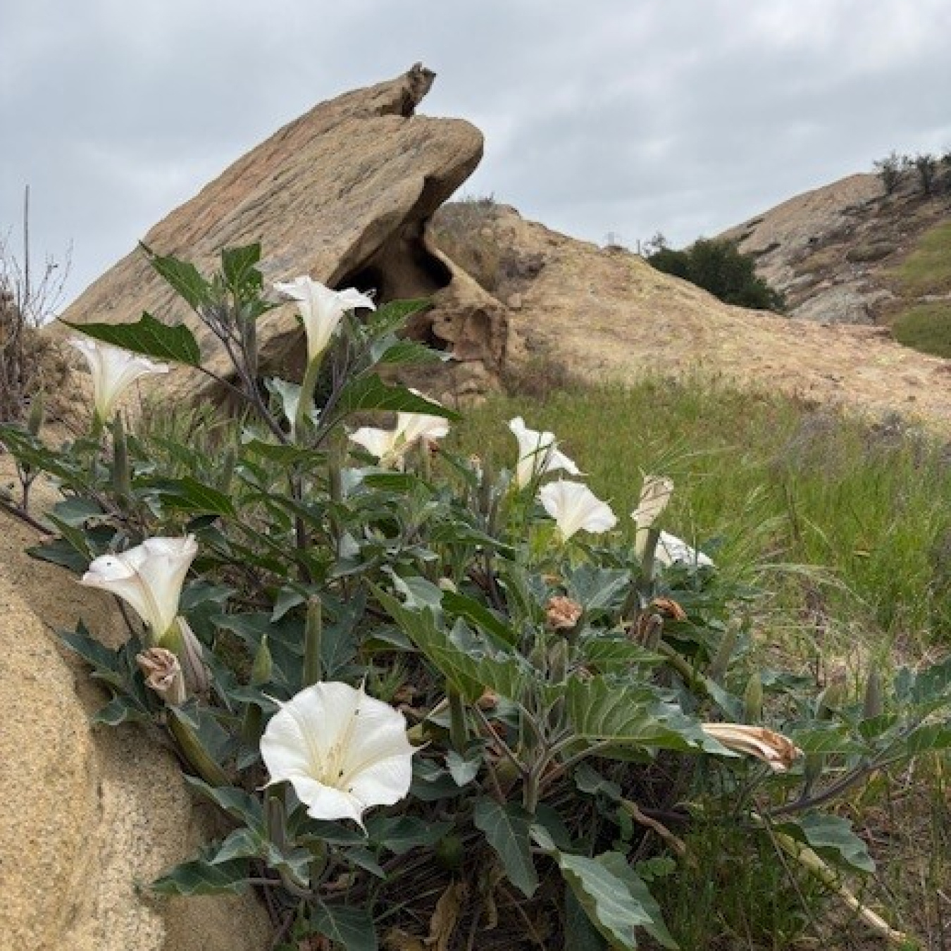 Jimsonweed in front of a rock outcropping at SSFL