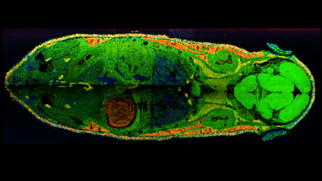 This overlay of mass spectrometry images shows the spatial distribution of three different kind of lipids across a whole mouse cross-section. Lipids act as the structural components of cell membranes and are responsible for energy storage, among other things.