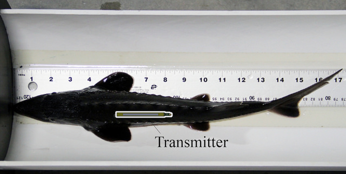 100316 Tag Implant.jpg