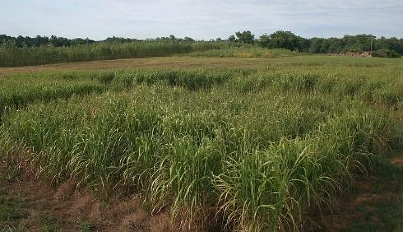 The collaboration between FDC, PGH, and others helped create a new market for energy crops, like switchgrass in Virginia. 