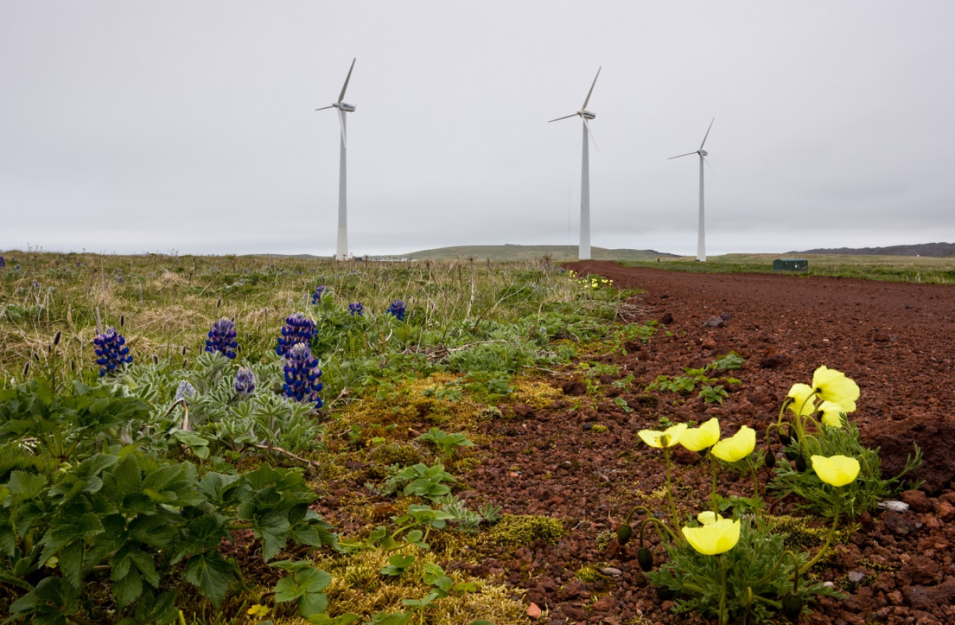 Photo of wind turbines and flowers.