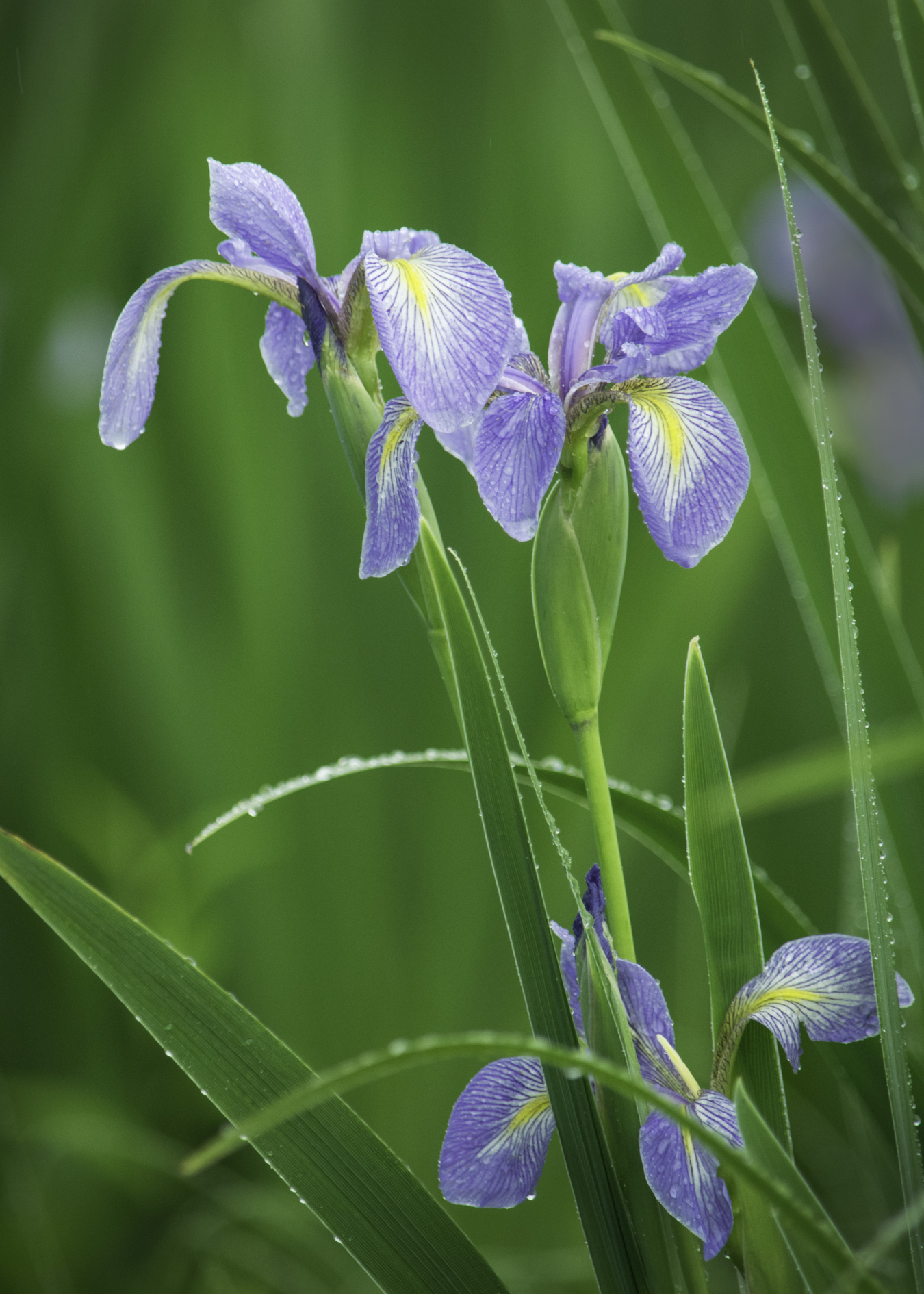 Southern blue flag iris.