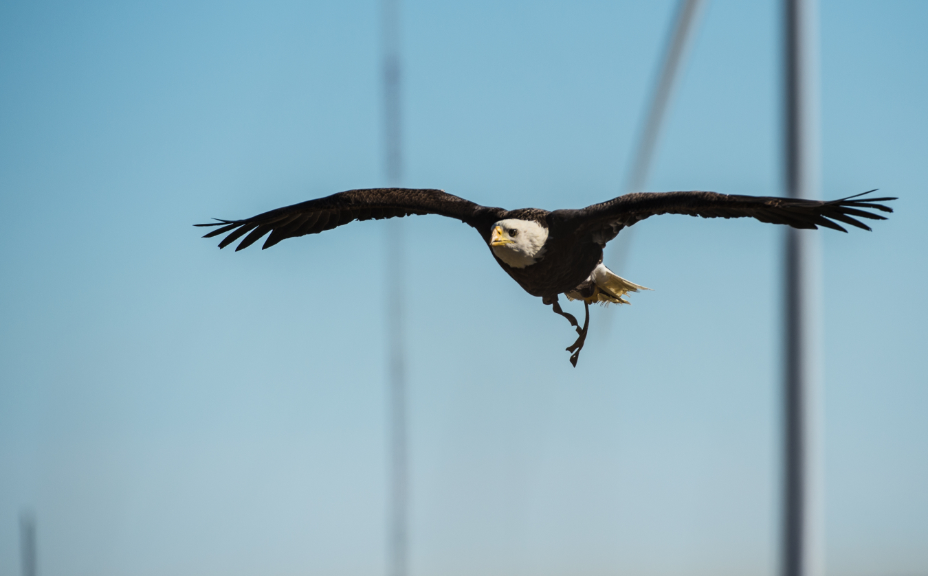 An eagle flies near turbines at the National Wind Technology Center
