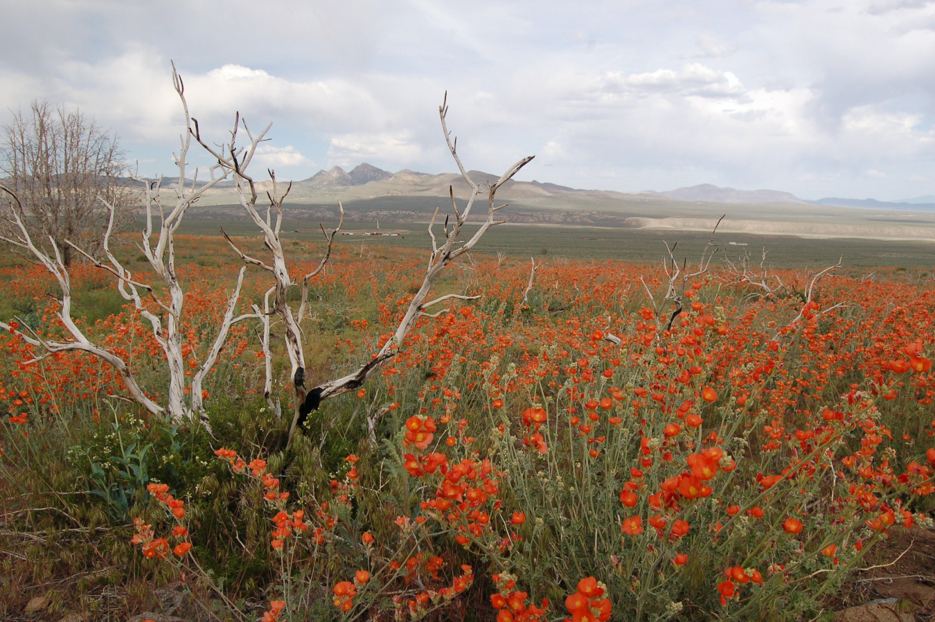 Central Nevada Test Area (CNTA)