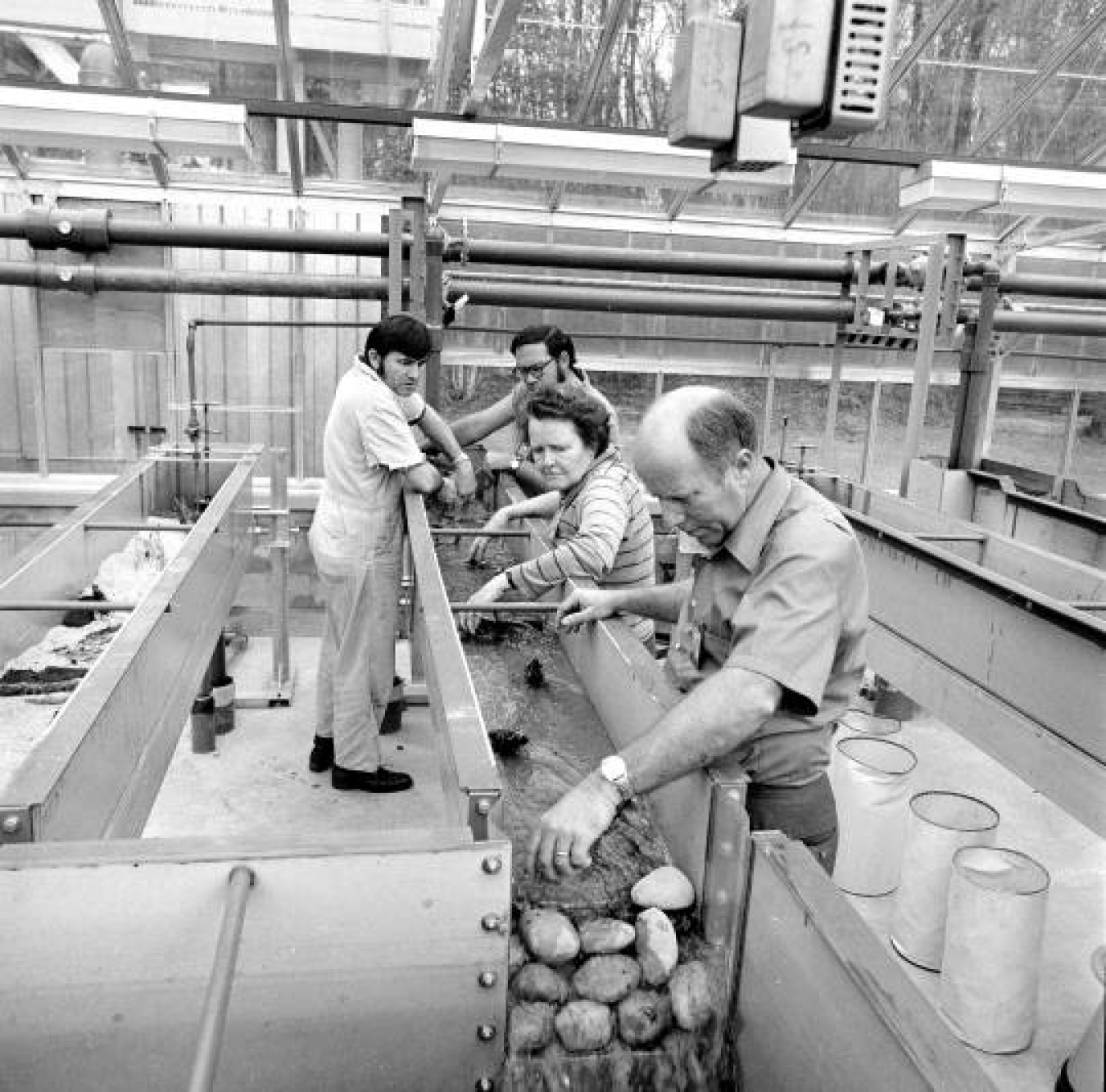 1972: Dr. Ruth Patrick of Savannah River Site's ecology lab studies thermal effects on stream organisms.