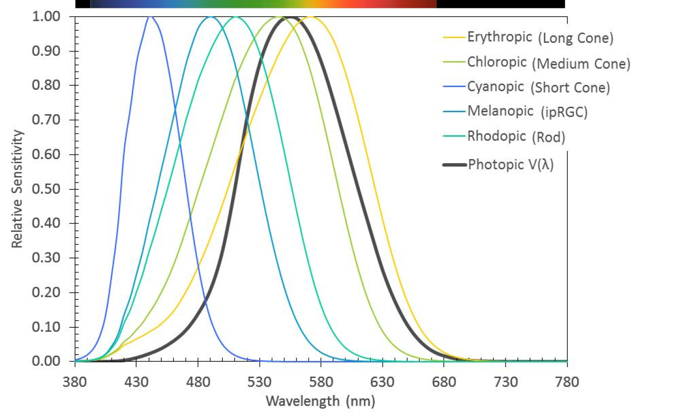 Figure 3. Spectral sensitivity (action spectra) of the five known human photoreceptors, along with Vλ, the photopic response curve used to define and quantify lumen output from a light source. Data from CIE TN 003:2015.