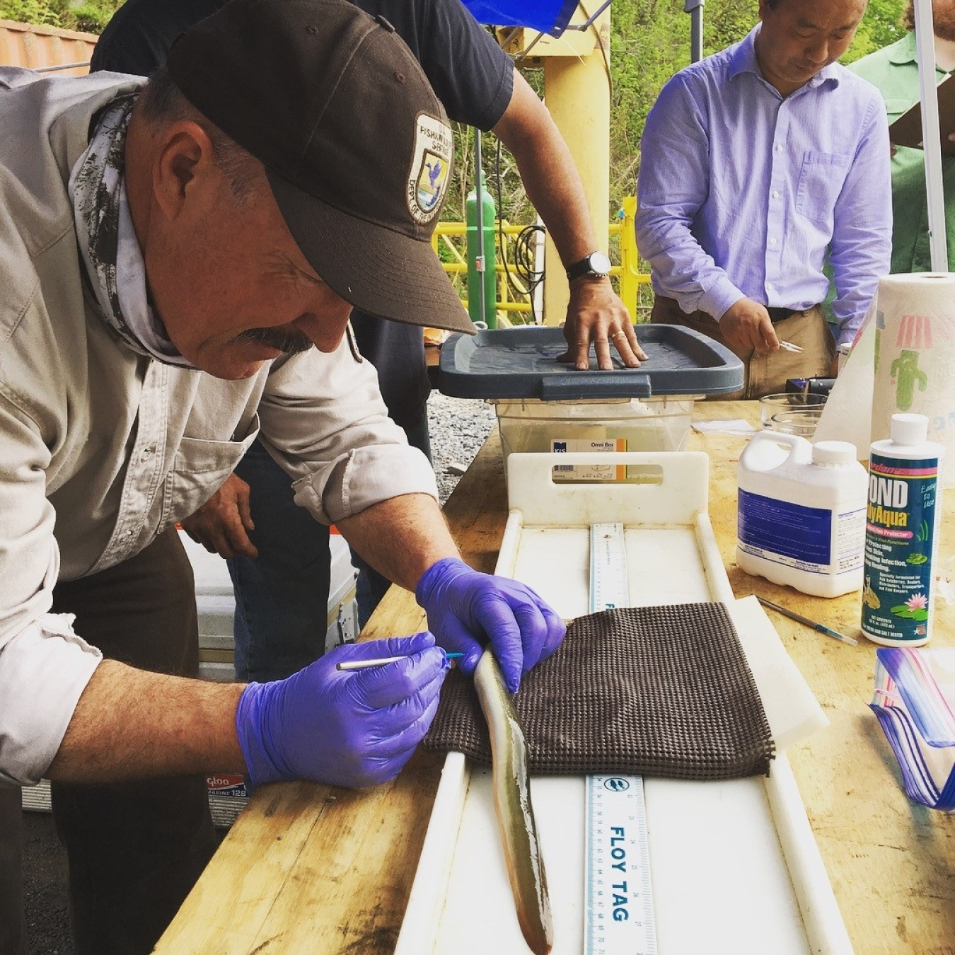 A photo of scientists tagging eels