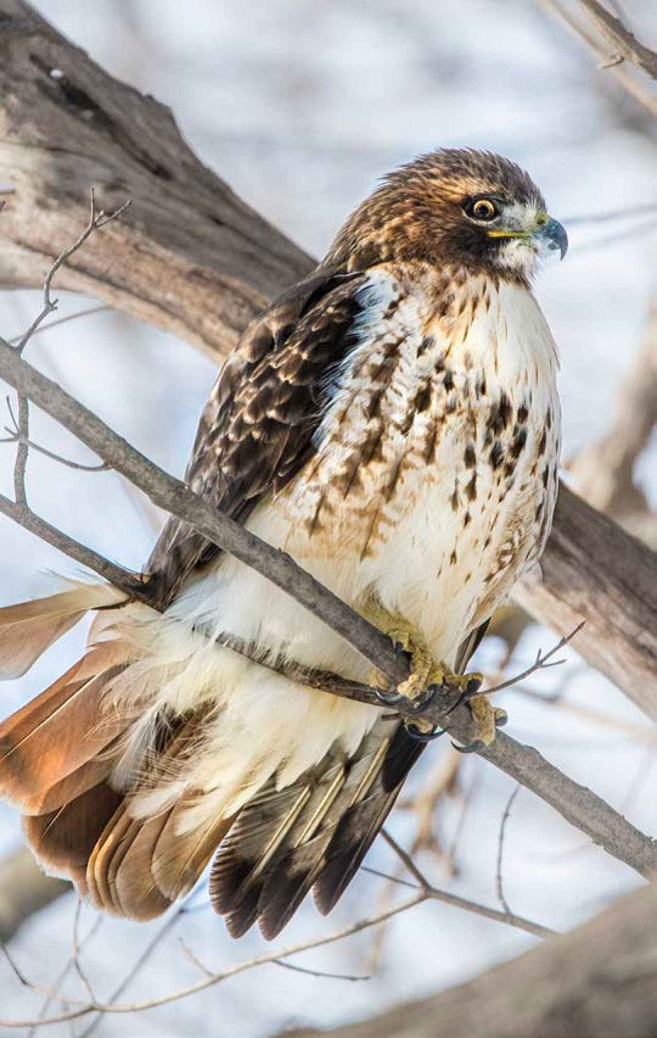 A hawk sitting on a branch.