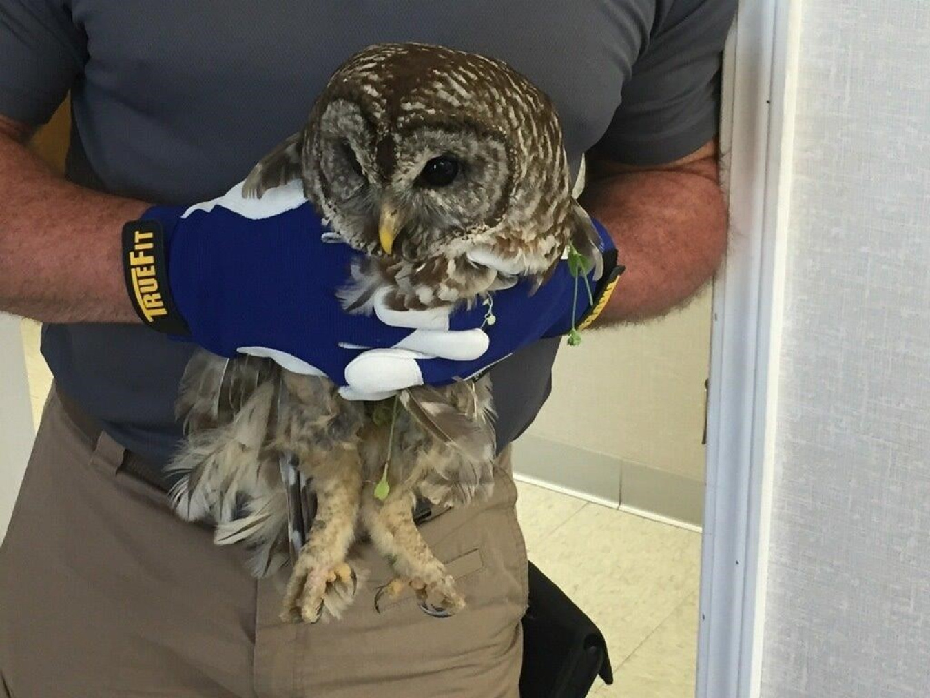 Swift & Staley Operations and Maintenance Manager Kyle Gore holds the injured barred owl.
