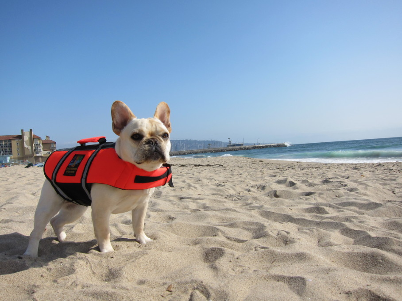 Don't forget about Fido when you're putting your emergency supply kit together.