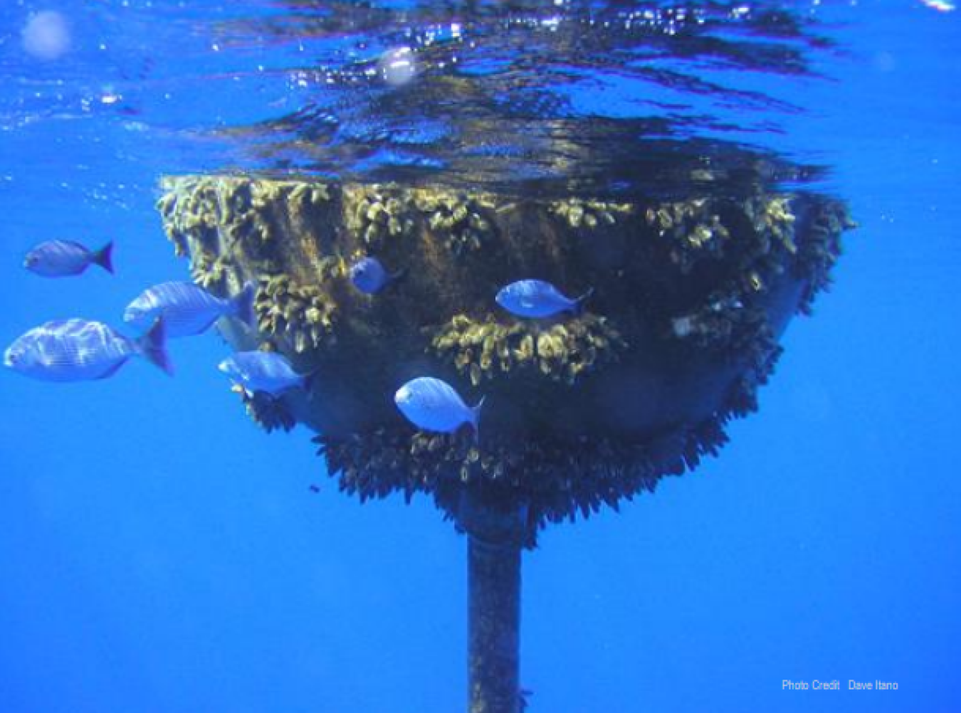 Pictured above is a fish-aggregating device. There is uncertainty about potential effects of fish-aggregating devices in temperate waters. 