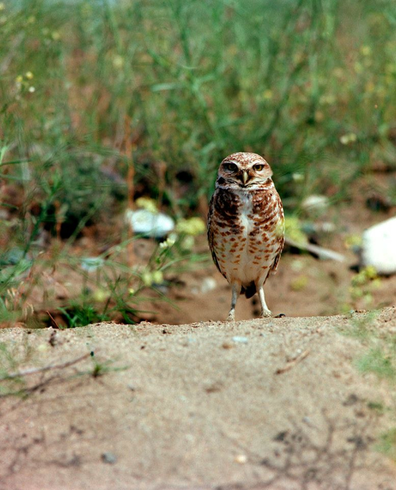 This burrowing owl was spotted during an ecological survey on the Hanford Site in 2016. Data from the survey is used for providing protection measures and long-term trending of ecological resources during the site cleanup.