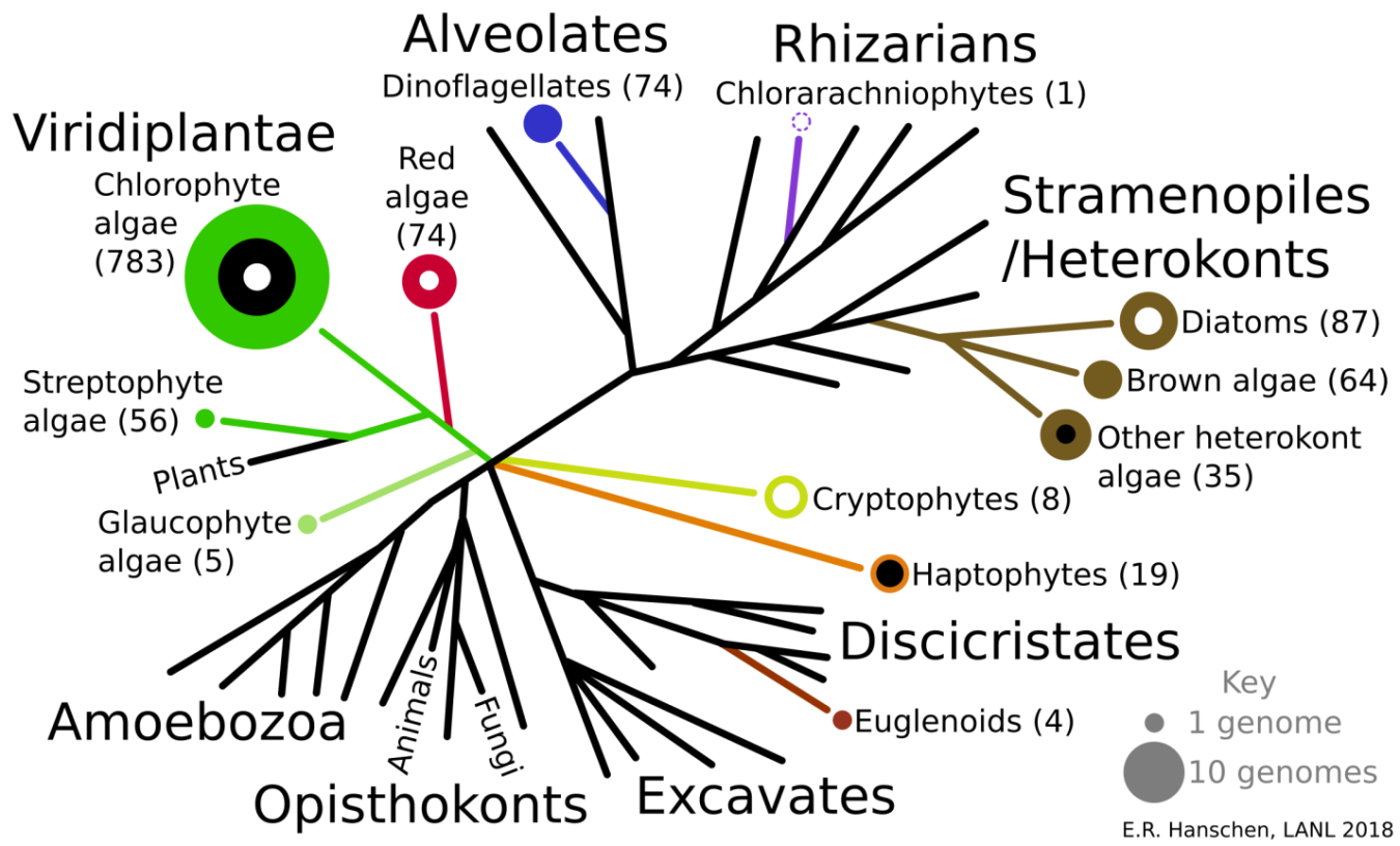 Number of algal reference genomes mapped onto the eukaryotic tree.