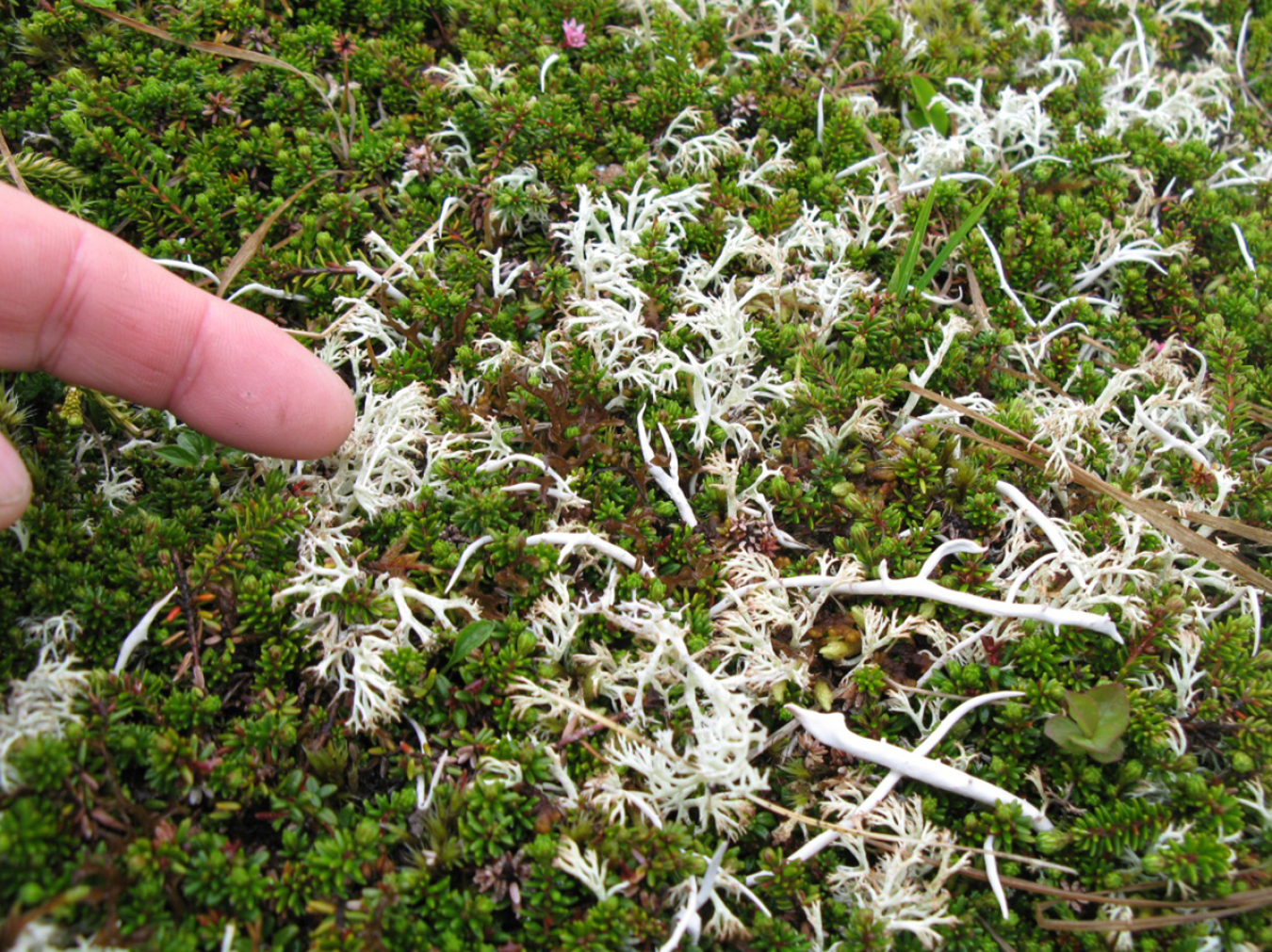 An LM scientist points to star reindeer lichen on Adak Island, Alaska.