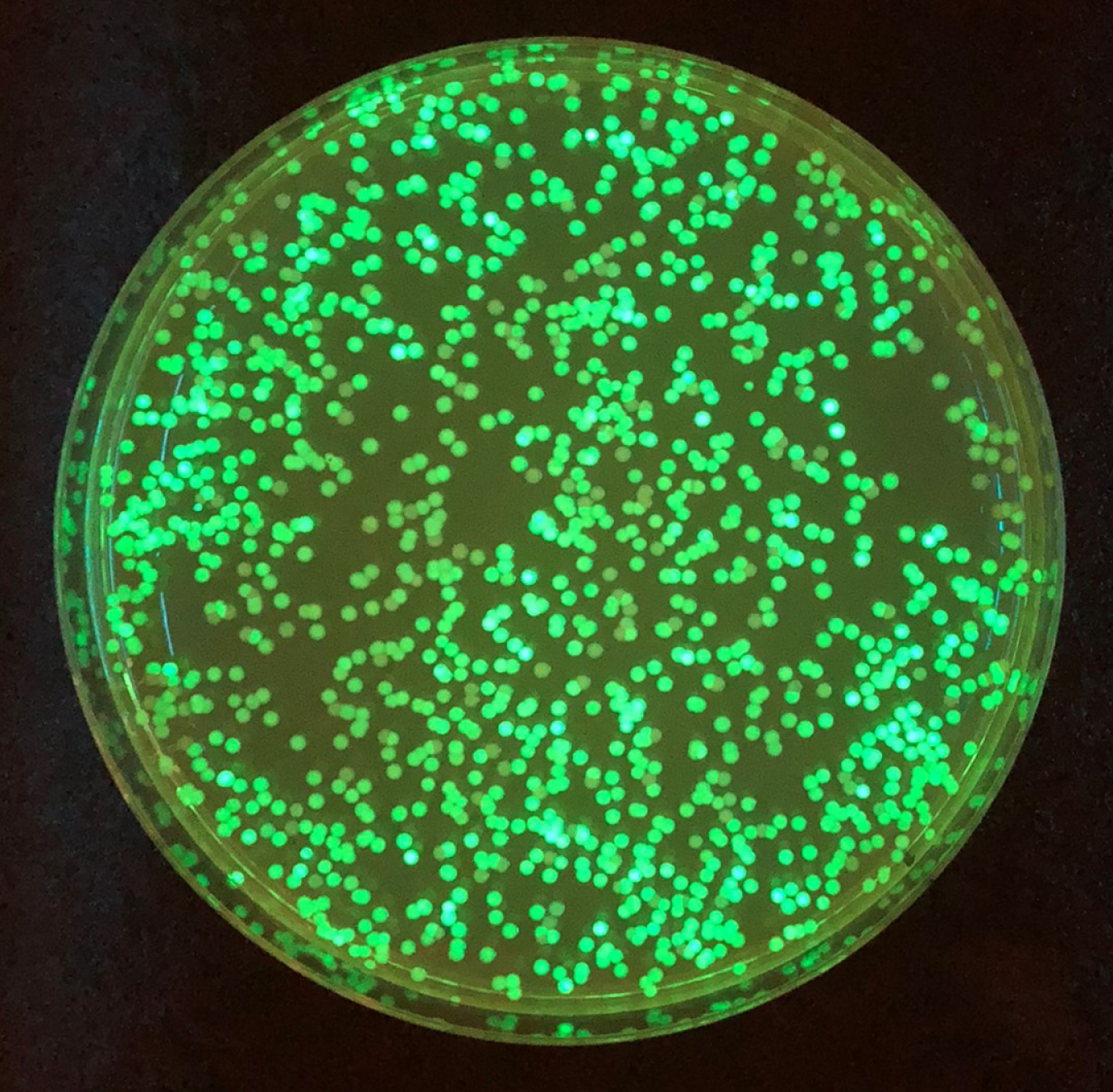 Smart microbial cell colonies "light up" when enzyme activity is high. Photo: Los Alamos National Laboratory
