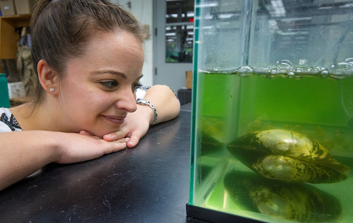 Native fresh water mussels have shown the ability to significantly improve water quality. Within hours, they can filter the water in the tank, pictured, and make it clear.