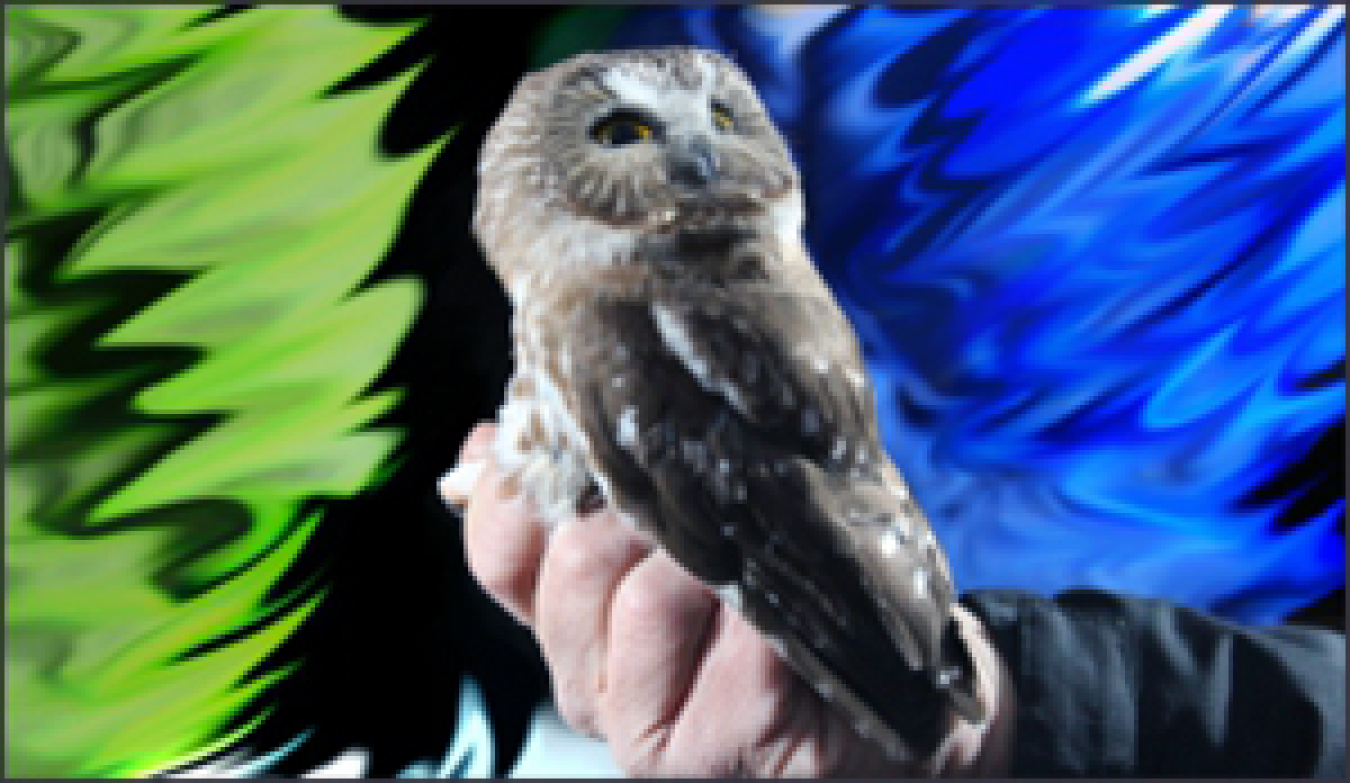 A Northern Saw-Whet Owl is captured for banding during the banding demonstration at the Fernald Preserve in Ohio in November 2012.