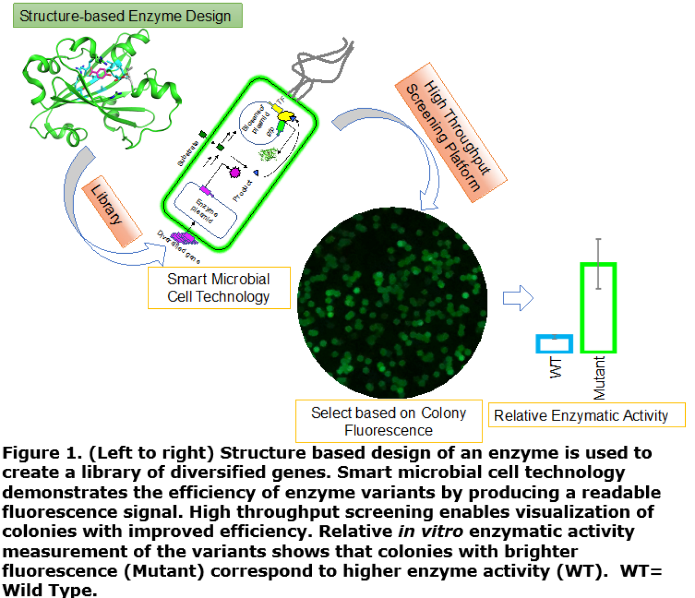 Figure 1. (Left to right) Structure based design of an enzyme is used to create a library of diversified genes. Smart microbial cell technology demonstrates the efficiency of enzyme variants by producing a readable fluorescence signal. 
