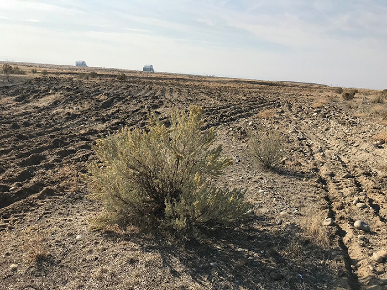 While revegetating cleaned up areas at the Hanford Site, crews made sure to leave any mature plants in place. Mature sagebrush plants such as this will provide a seed source for planting new seedlings.