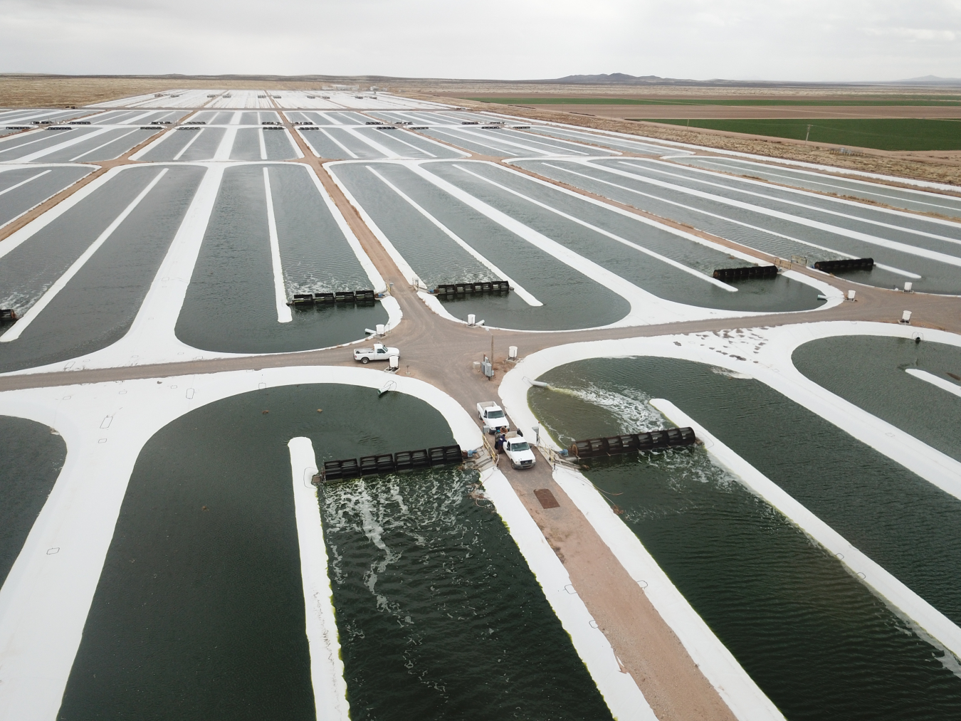 A field of algae raceway ponds.  Photo by Qualitas