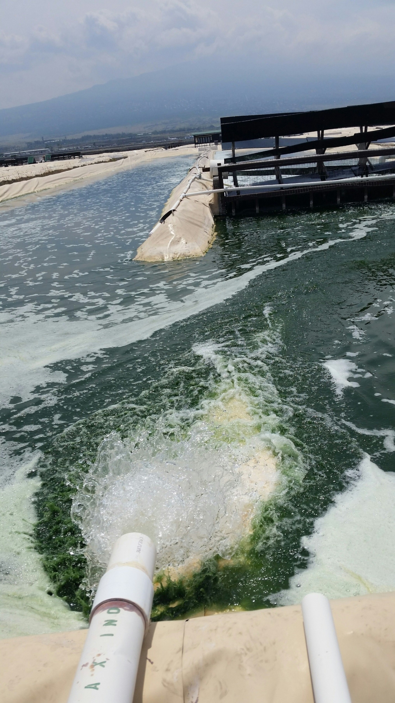 Microalgae culture raceway at HOST Park, a water resource-intensive process