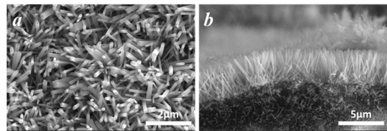 Figure 1: Scanning electron microscopy (SEM) images of ZnO nanoarray on the cordierite: (a) top view; (b) cross-section view.