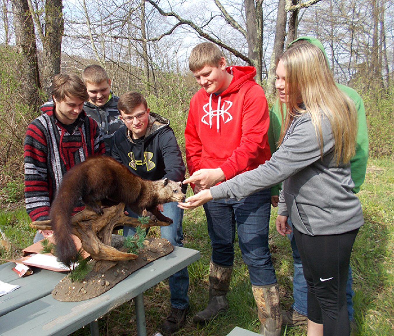Students in a team from Franklinville High School observe a taxidermy mount of a fisher during a practical exam at a wildlife station in last week’s Cattaraugus County Envirothon in New York state.