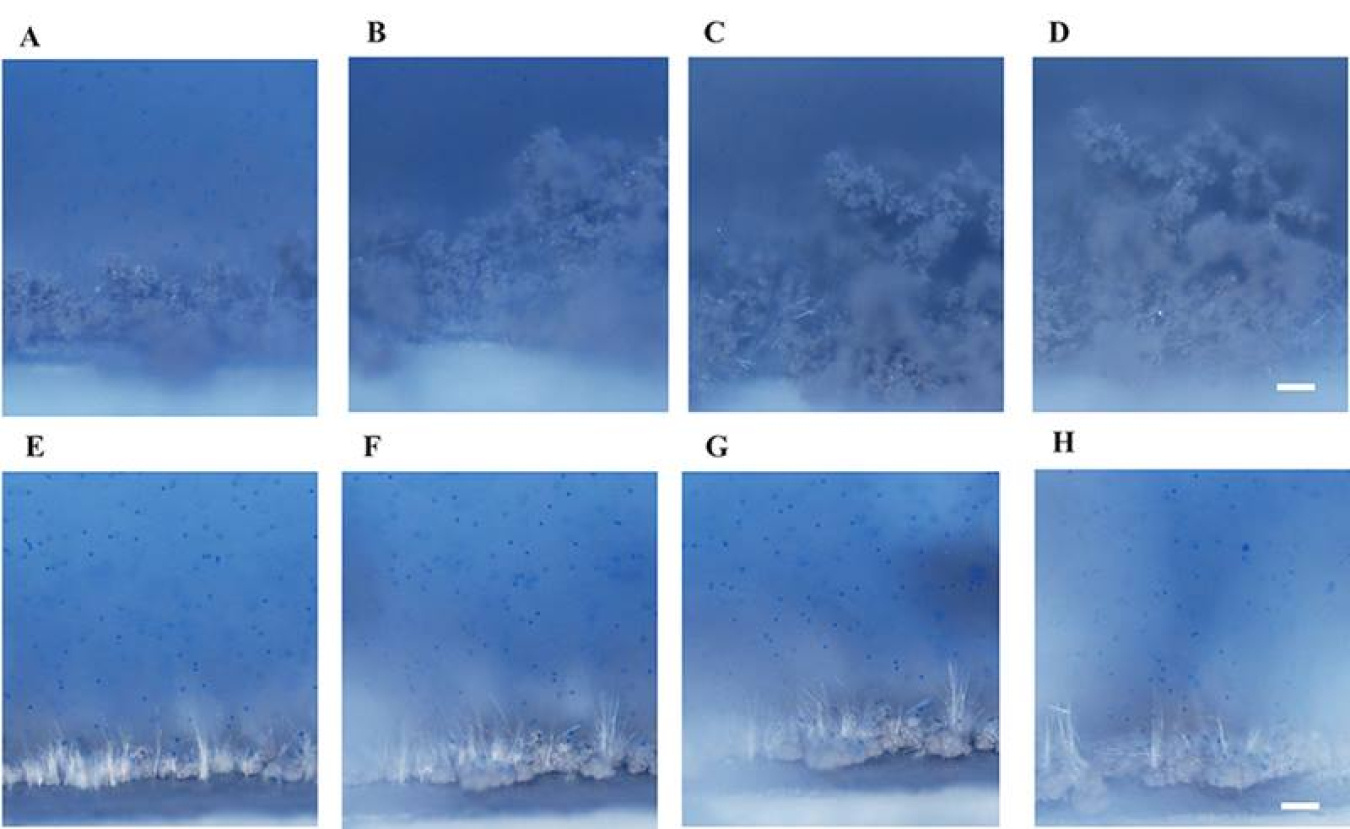 Optical images of sodium deposited from an electrolyte as electrical current of 1 mA/cm2 (seeded with blue particles for visualizing the associated flow of electrolyte).