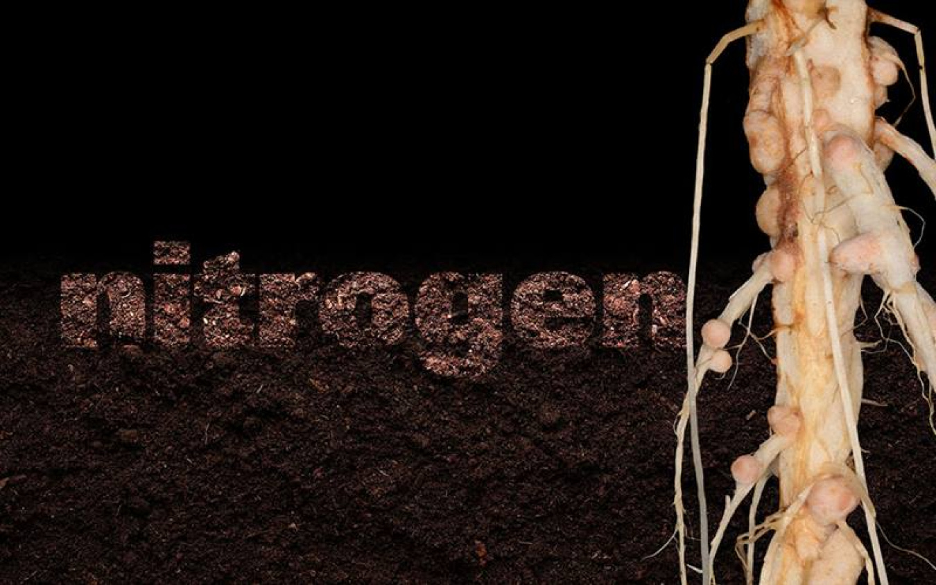 Root nodules, which allow some bacteria to fix nitrogen into soils for greater plant productivity, have a surprisingly complex metabolism, which could be optimized to develop more sustainable agriculture.