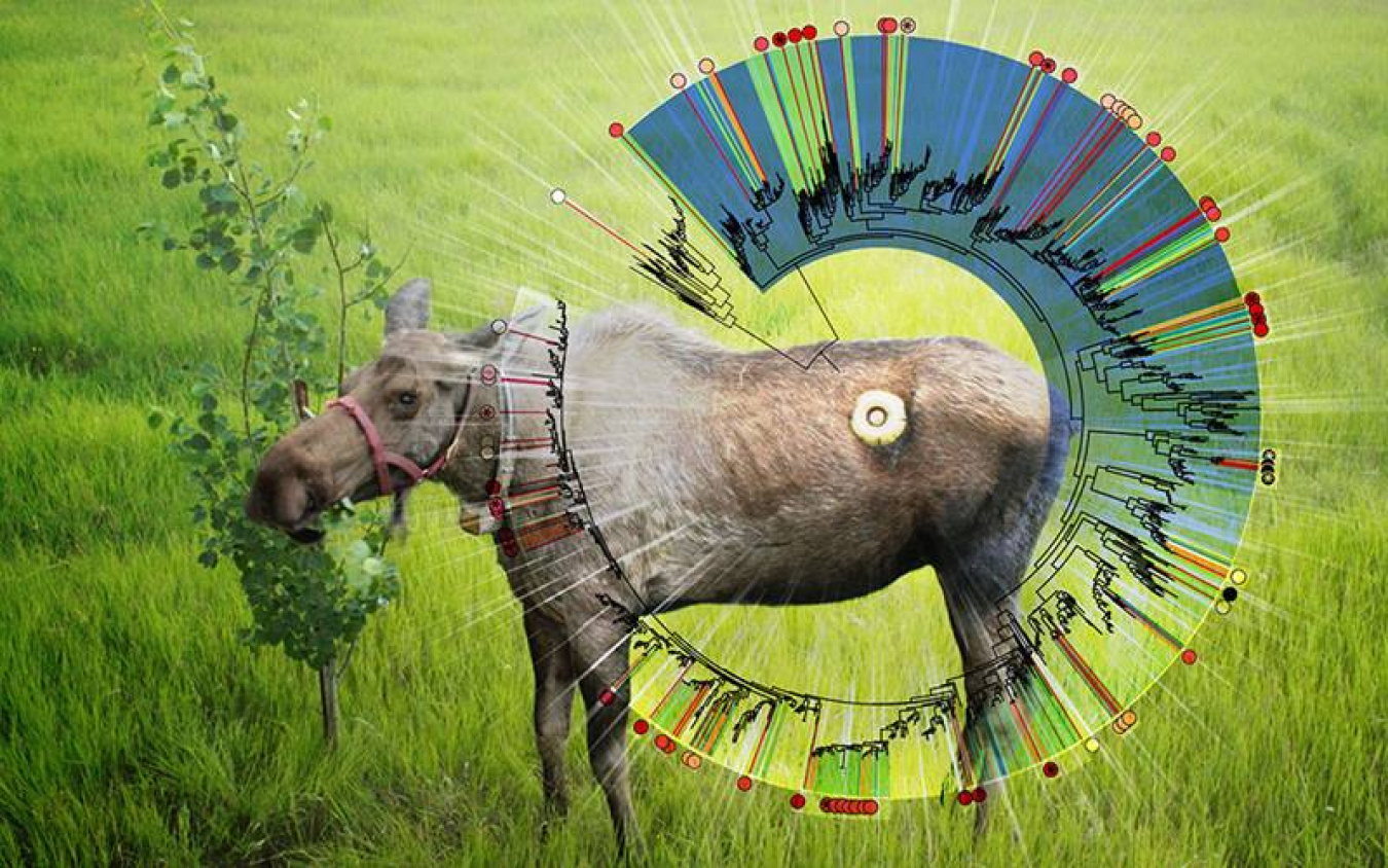 A research team is advancing understanding of how microbial communities function in the wild, by studying rumen of live moose foraging in the field.