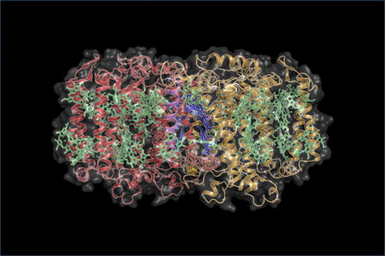 Scientists determined that the structure of the Heliobacterium photosystem is more symmetrical than more recently evolved photosystems. They used advanced X-ray crystallography to determine fine details of the proteins in the photosystem.