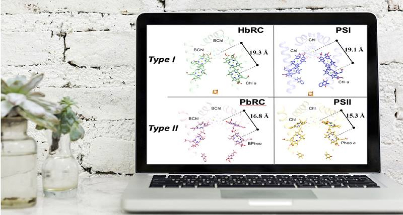 Researchers compared the structures of four centers in photosynthesis electron transfer: the Heliobacterial reaction center (HbRC; green), the purple bacterial reaction center (PbRC, red), and Photosystem I (PSI, blue) and Photosystem II (PSII, yellow). 
