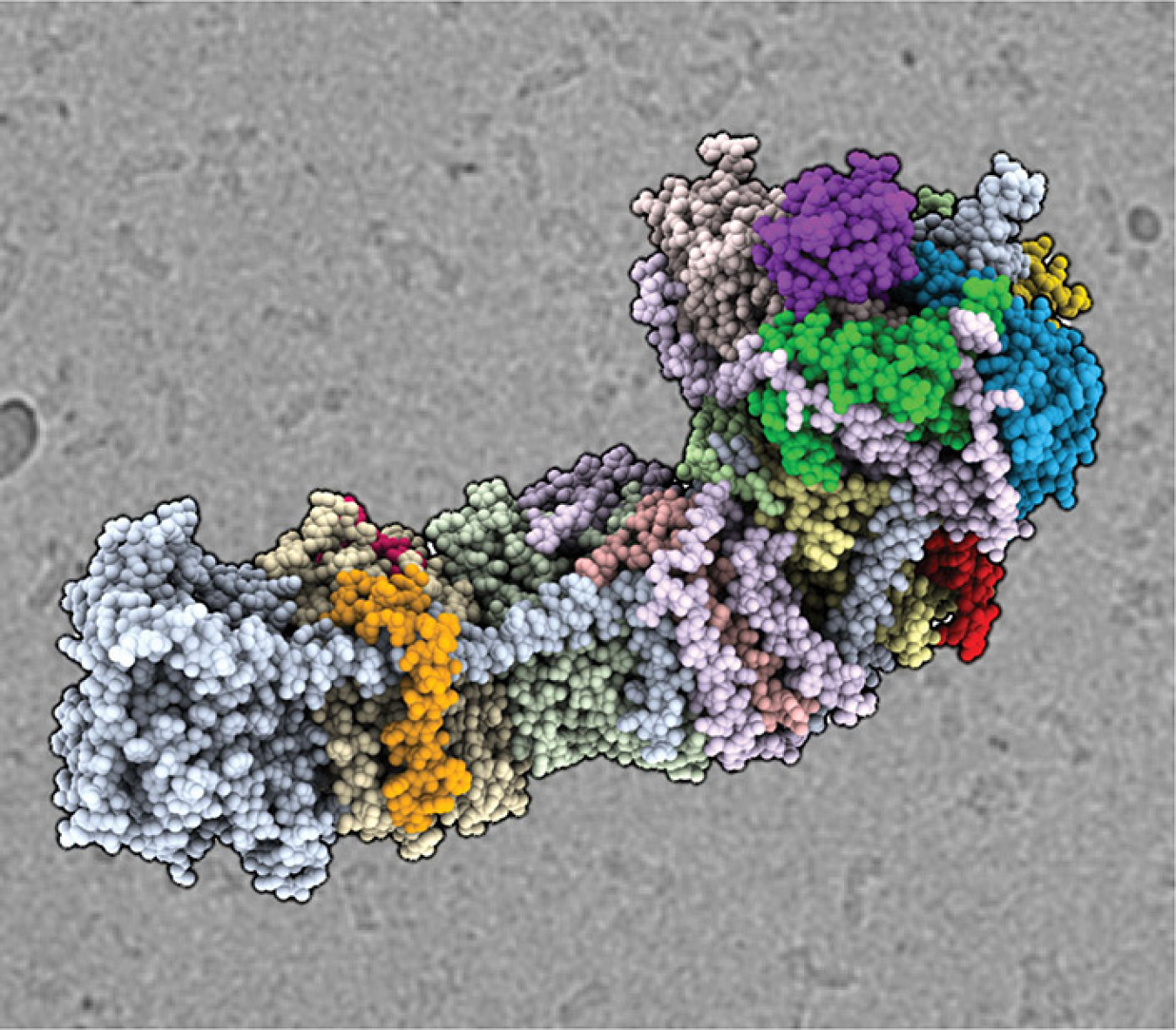 Researchers created a precise model of the atoms (shown as spheres) and the proteins (colored areas) in a protein complex that’s key to using sunlight and carbon dioxide efficiently to make sugar, starches, and oil in blue-green algae. 