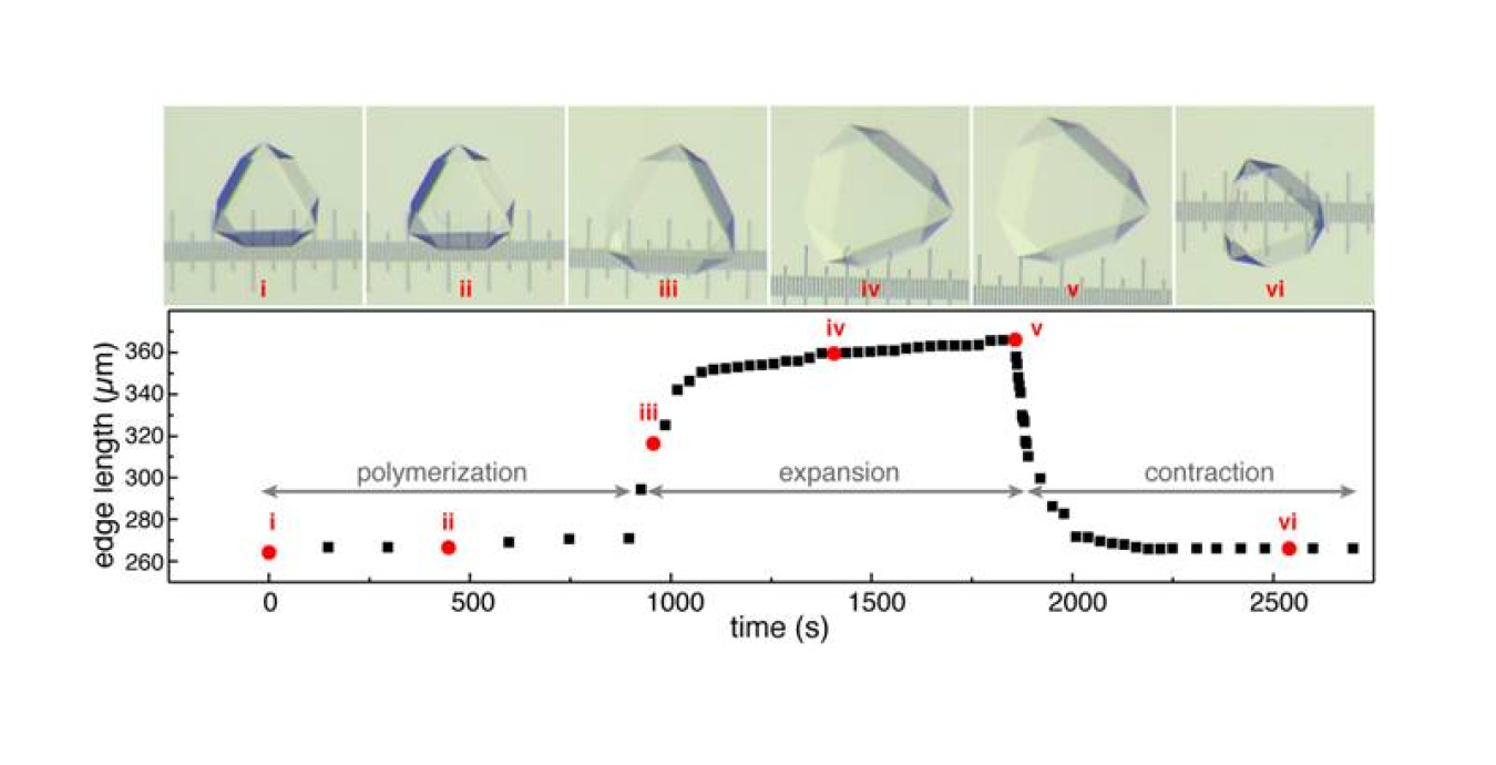Hybrids expand and contract. Light micrographs (top) show the expansion and contraction of a crystal-gel hybrid. In the top, i-vi correspond to the red circles (time points) in the bottom. The separation between the ruler’s major ticks is 100 micrometers.