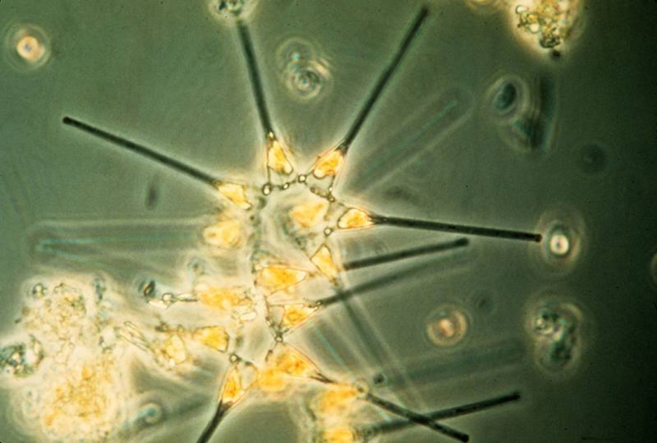 Phytoplankton: the foundation of the oceanic food chain.