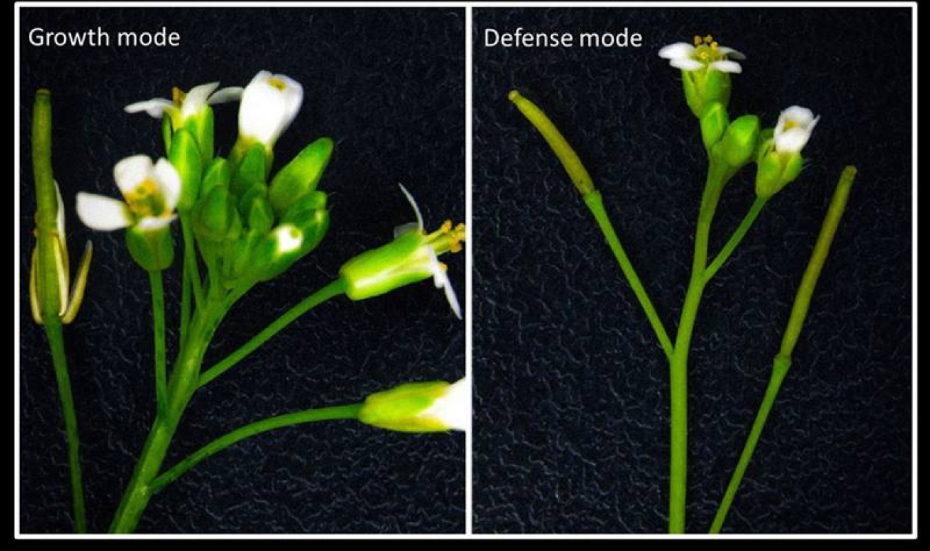Studies of a modified small flowering plant show that plants defending themselves against insect attack grow more slowly & produce fewer flowers (right). When not defending themselves, plants grow faster & produce more flowers (left)—and ultimately seeds.
