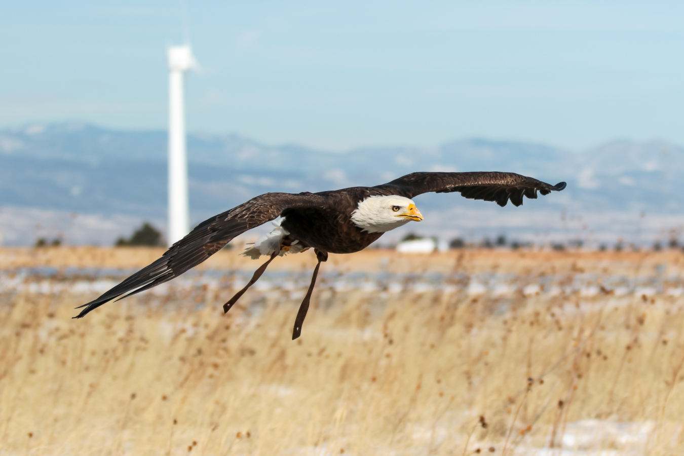 A bald eagle flying over a field in front of a wind turbine.