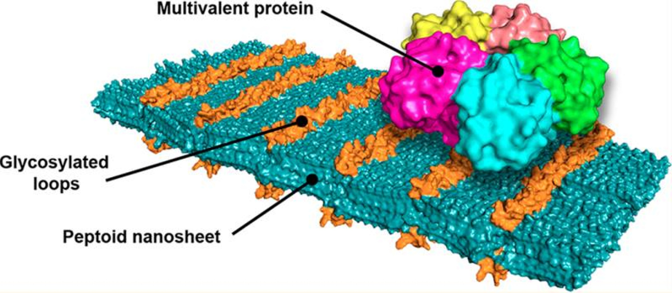 A molecular model of the team’s designer nanosheet shows loop structures of sugars that bind to the Shiga toxin, which causes dysentery. Artificial peptides, named peptoids by the inventing team, assemble themselves into ordered nanosheets.